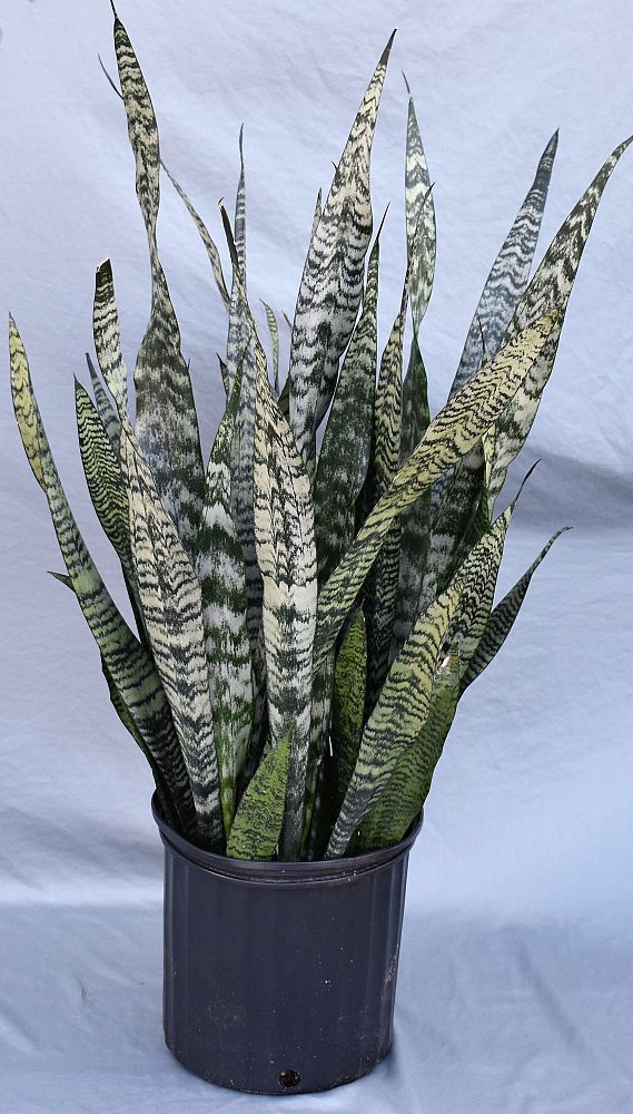 sansevieria-zeylanica-snake-plant-mother-in-law-s-tongue-bowstring-hemp-viper-s-bowstring-hemp