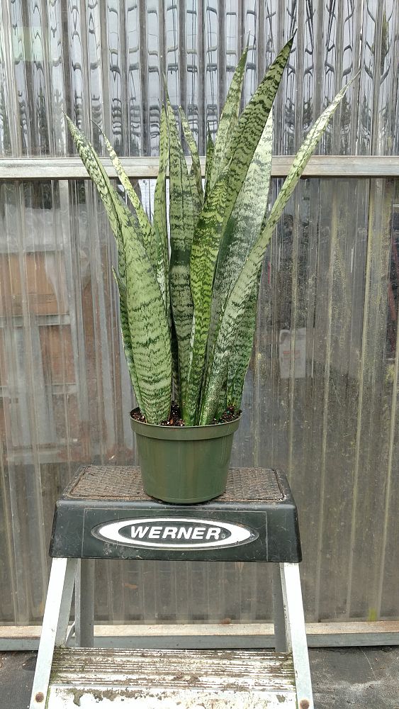 sansevieria-zeylanica-snake-plant-mother-in-law-s-tongue-bowstring-hemp-viper-s-bowstring-hemp