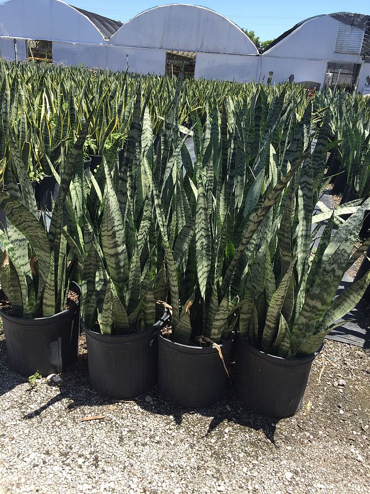sansevieria-zeylanica-snake-plant-mother-in-law-s-tongue-bowstring-hemp-viper-s-bowstring-hemp