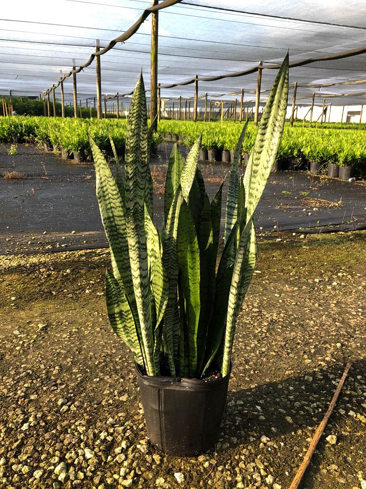 sansevieria-zeylanica-snake-plant-mother-in-law-s-tongue-bowstring-hemp-viper-s-bowstring-hemp