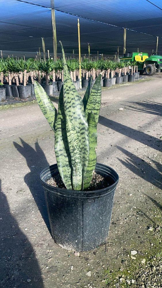 sansevieria-zeylanica-snake-plant-mother-in-law-s-tongue-bowstring-hemp-viper-s-bowstring-hemp