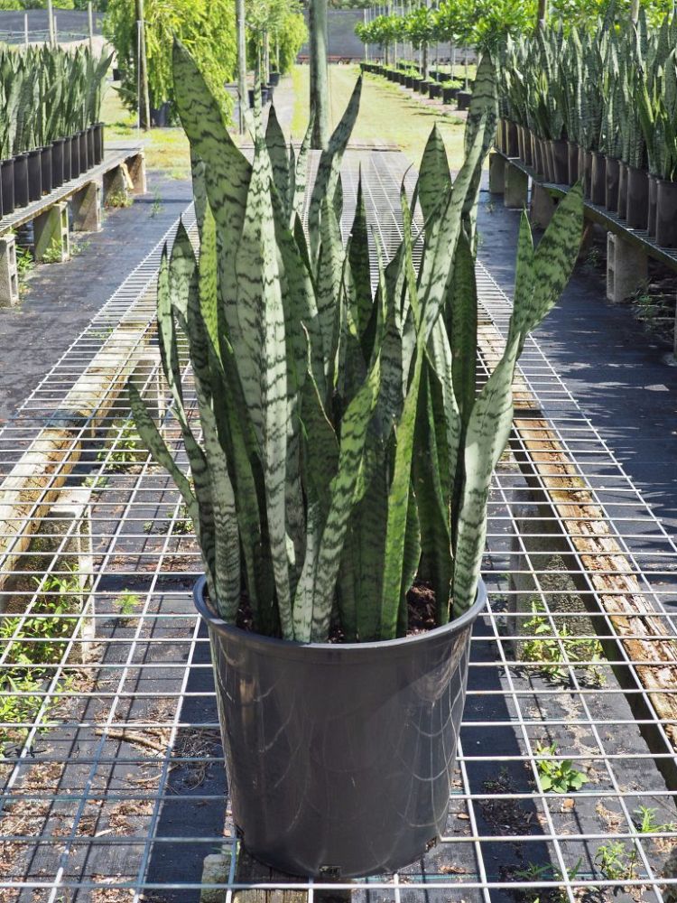 sansevieria-zeylanica-snake-plant-mother-in-law-s-tongue-bowstring-hemp-viper-s-bowstring-hemp