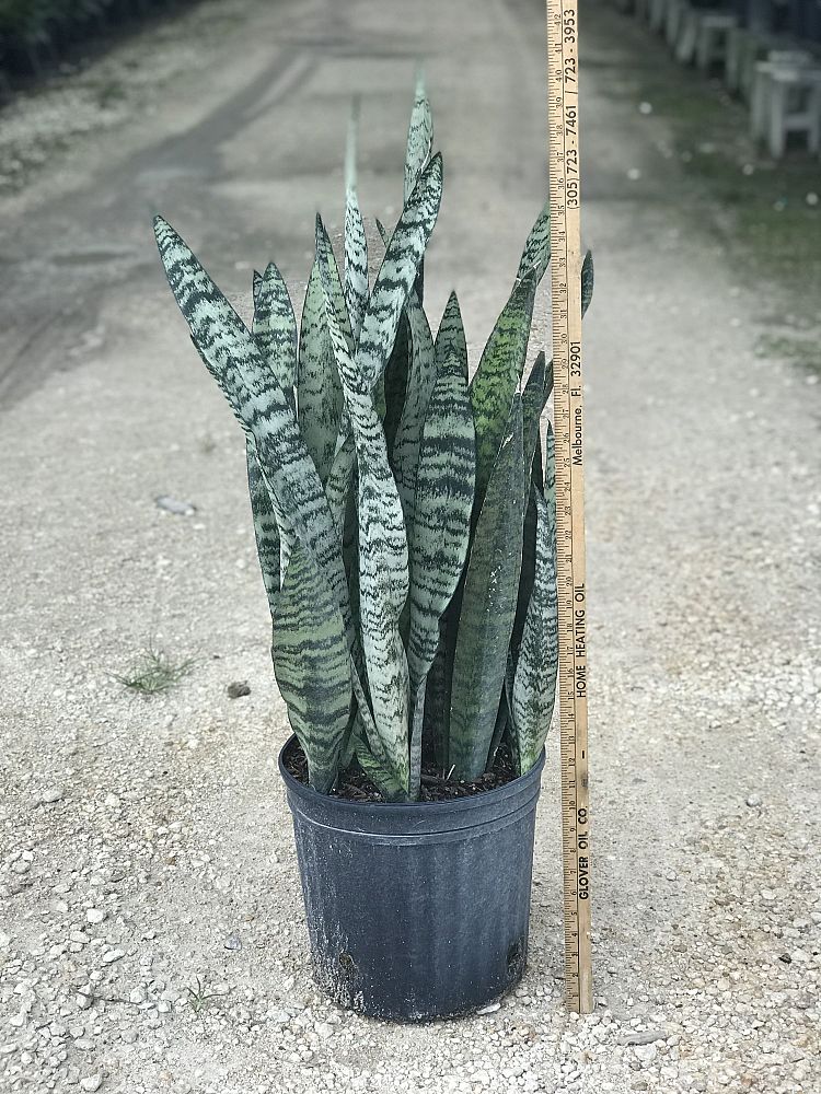 sansevieria-zeylanica-snake-plant-mother-in-law-s-tongue-bowstring-hemp-viper-s-bowstring-hemp