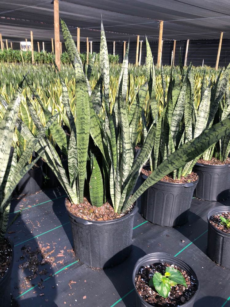 sansevieria-zeylanica-snake-plant-mother-in-law-s-tongue-bowstring-hemp-viper-s-bowstring-hemp