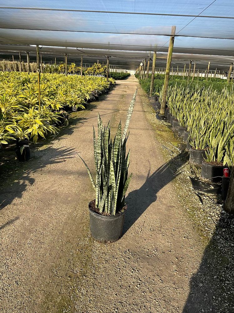 sansevieria-zeylanica-snake-plant-mother-in-law-s-tongue-bowstring-hemp-viper-s-bowstring-hemp