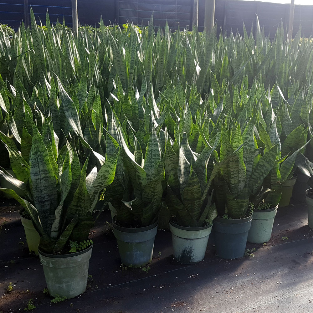 sansevieria-zeylanica-snake-plant-mother-in-law-s-tongue-bowstring-hemp-viper-s-bowstring-hemp
