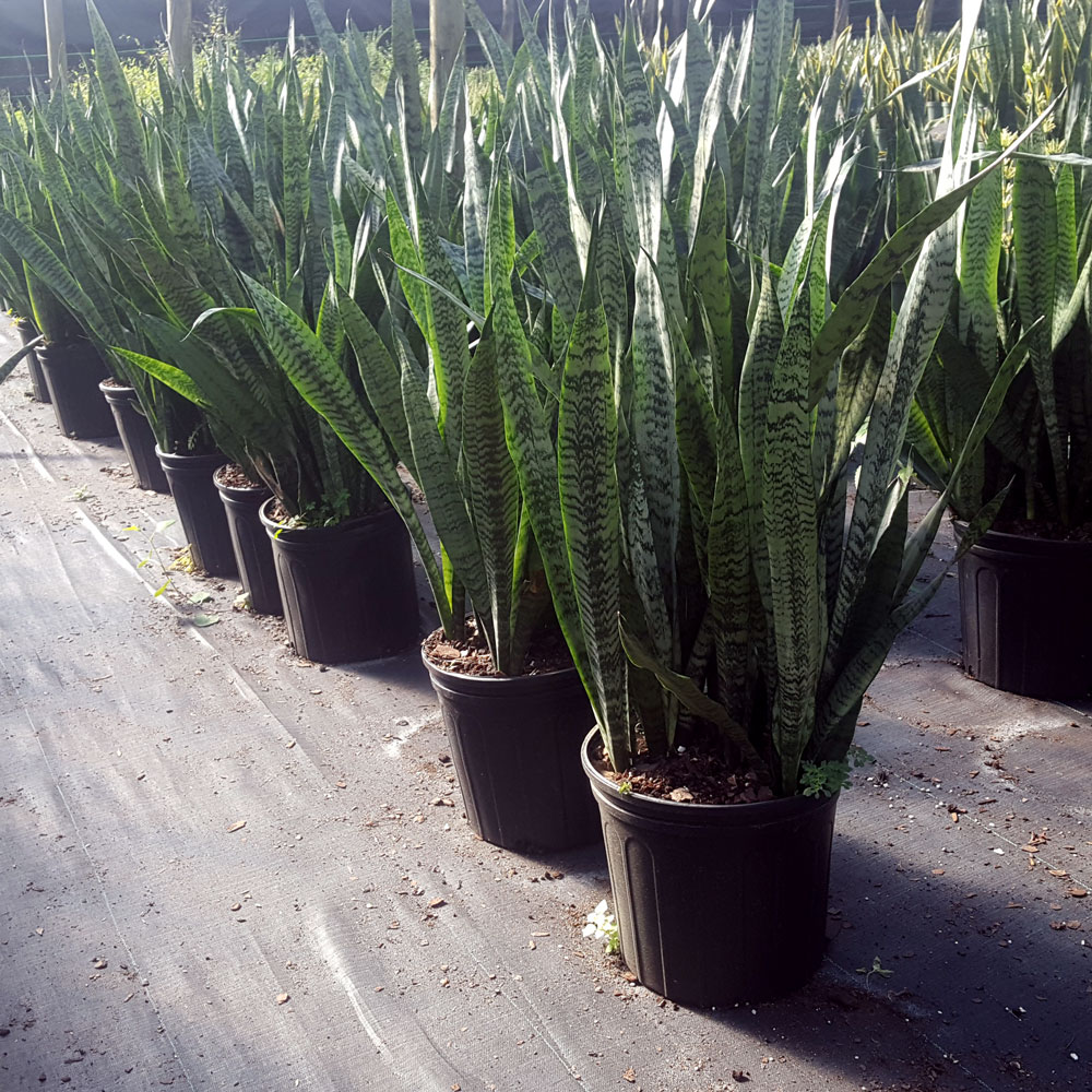 sansevieria-zeylanica-snake-plant-mother-in-law-s-tongue-bowstring-hemp-viper-s-bowstring-hemp