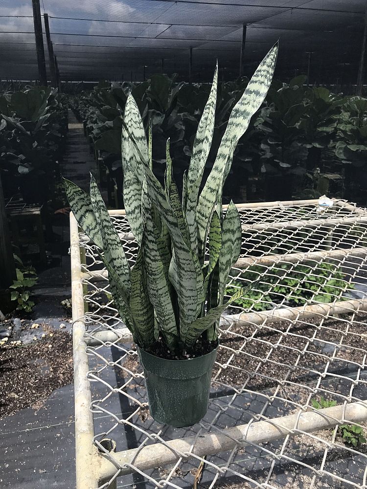 sansevieria-zeylanica-snake-plant-mother-in-law-s-tongue-bowstring-hemp-viper-s-bowstring-hemp