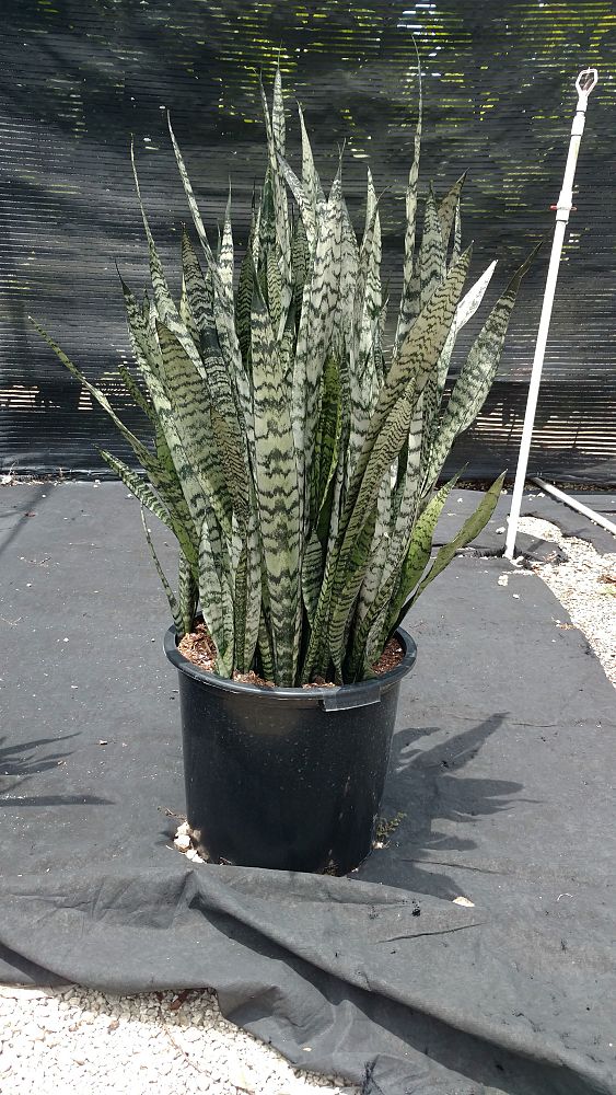 sansevieria-zeylanica-snake-plant-mother-in-law-s-tongue-bowstring-hemp-viper-s-bowstring-hemp