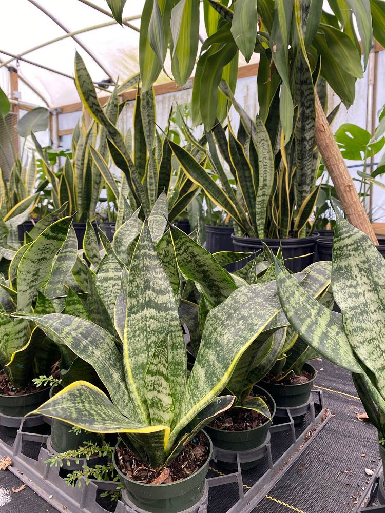 sansevieria-zeylanica-snake-plant-mother-in-law-s-tongue-bowstring-hemp-viper-s-bowstring-hemp