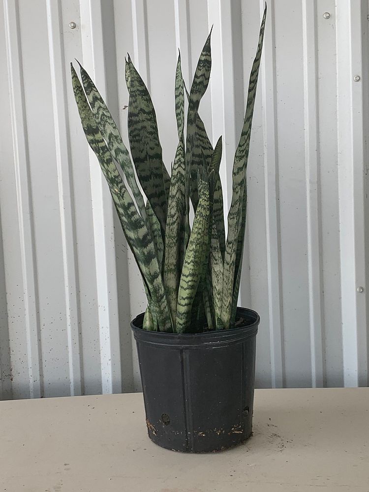 sansevieria-zeylanica-snake-plant-mother-in-law-s-tongue-bowstring-hemp-viper-s-bowstring-hemp