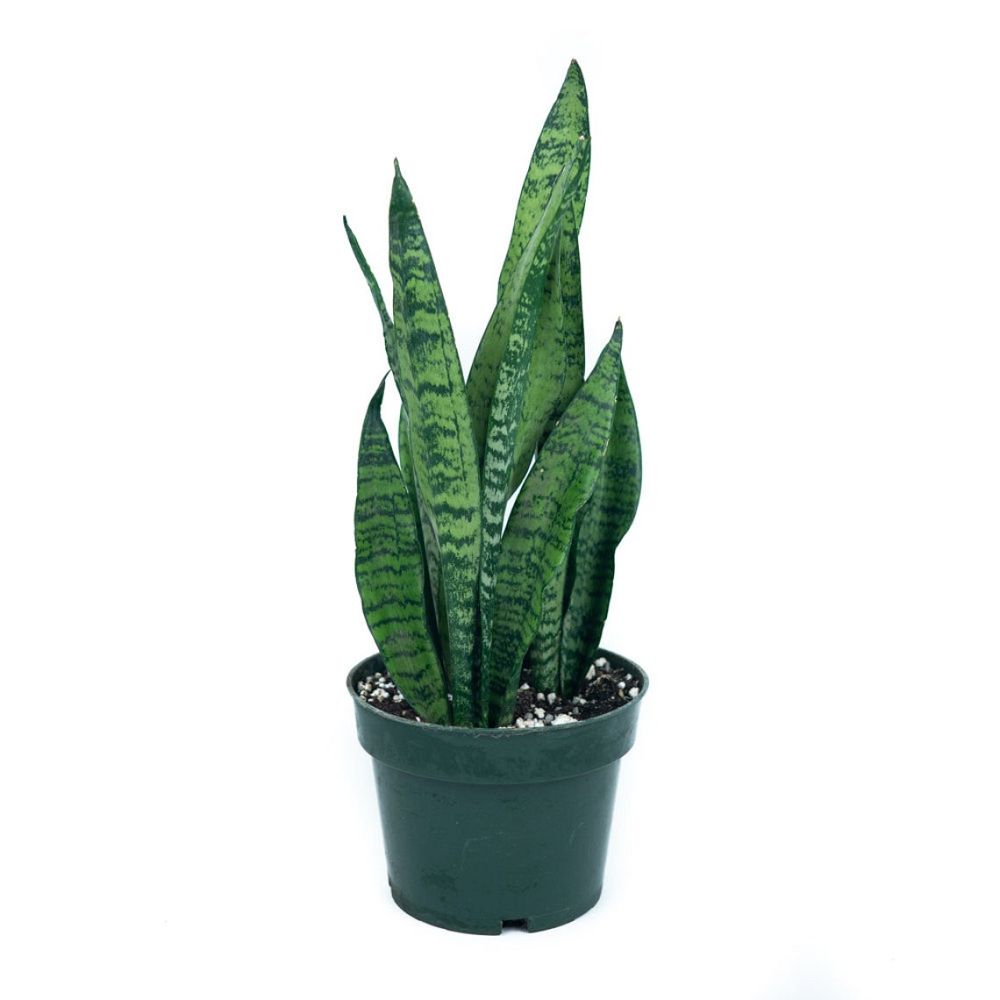 sansevieria-zeylanica-snake-plant-mother-in-law-s-tongue-bowstring-hemp-viper-s-bowstring-hemp