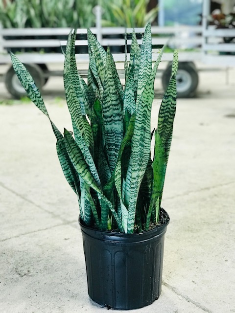 sansevieria-zeylanica-snake-plant-mother-in-law-s-tongue-bowstring-hemp-viper-s-bowstring-hemp