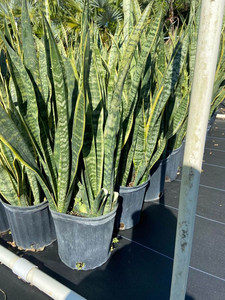sansevieria-zeylanica-snake-plant-mother-in-law-s-tongue-bowstring-hemp-viper-s-bowstring-hemp
