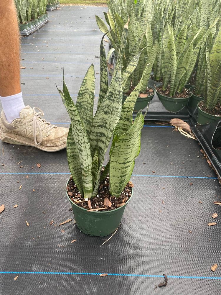 sansevieria-zeylanica-snake-plant-mother-in-law-s-tongue-bowstring-hemp-viper-s-bowstring-hemp