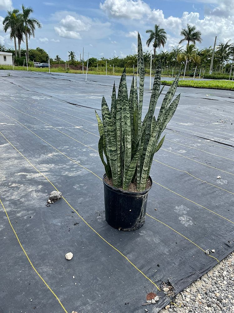 sansevieria-zeylanica-snake-plant-mother-in-law-s-tongue-bowstring-hemp-viper-s-bowstring-hemp