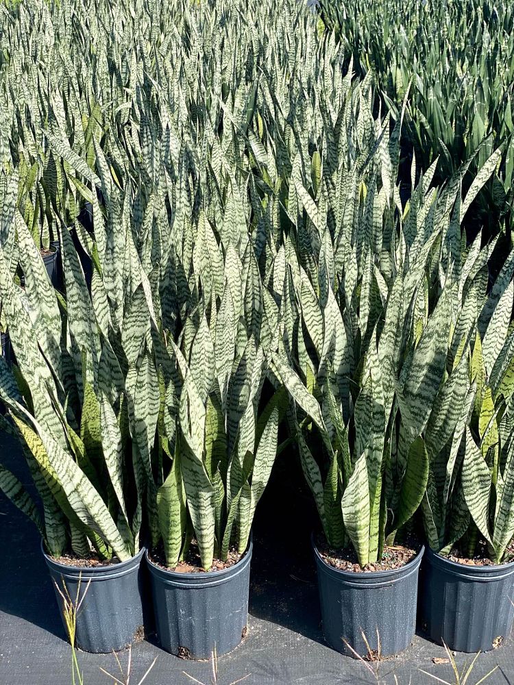 sansevieria-zeylanica-snake-plant-mother-in-law-s-tongue-bowstring-hemp-viper-s-bowstring-hemp