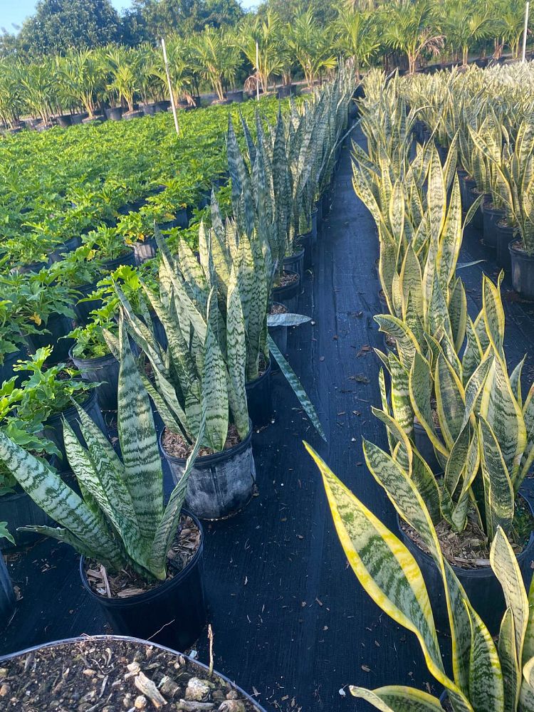 sansevieria-zeylanica-snake-plant-mother-in-law-s-tongue-bowstring-hemp-viper-s-bowstring-hemp
