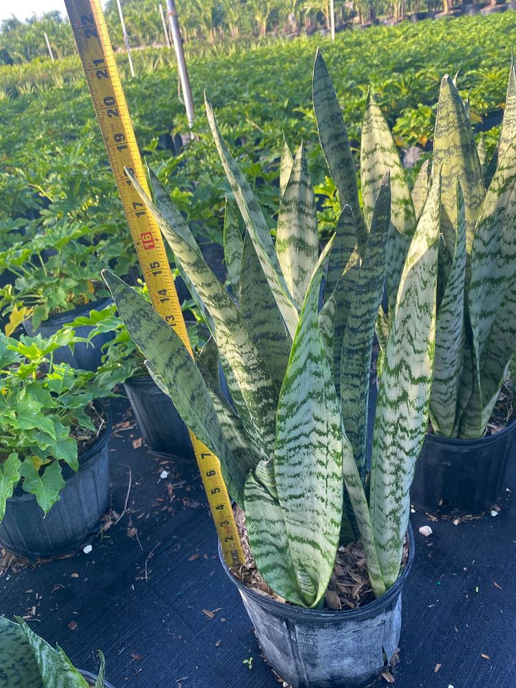 sansevieria-zeylanica-snake-plant-mother-in-law-s-tongue-bowstring-hemp-viper-s-bowstring-hemp