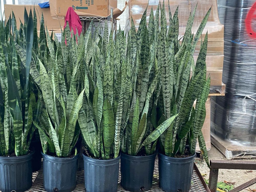 sansevieria-zeylanica-snake-plant-mother-in-law-s-tongue-bowstring-hemp-viper-s-bowstring-hemp