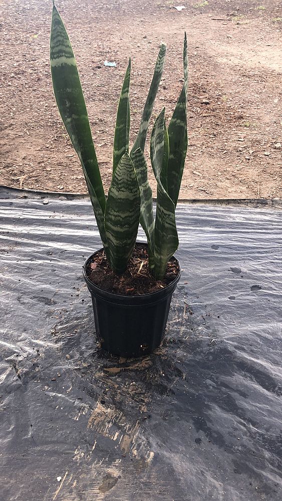 sansevieria-zeylanica-snake-plant-mother-in-law-s-tongue-bowstring-hemp-viper-s-bowstring-hemp