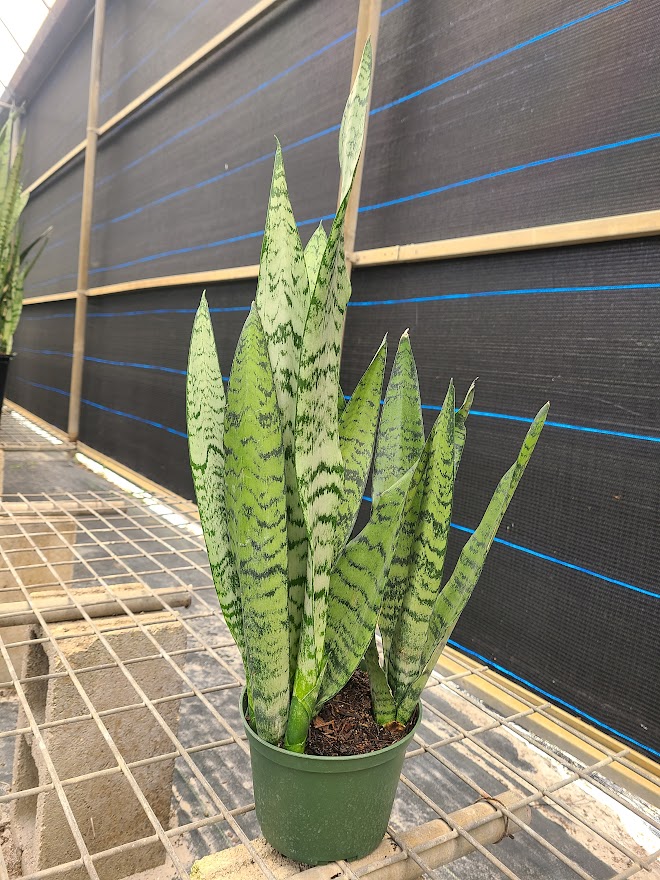 sansevieria-zeylanica-snake-plant-mother-in-law-s-tongue-bowstring-hemp-viper-s-bowstring-hemp