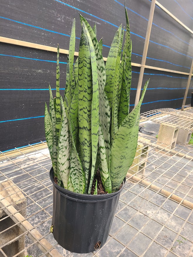 sansevieria-zeylanica-snake-plant-mother-in-law-s-tongue-bowstring-hemp-viper-s-bowstring-hemp