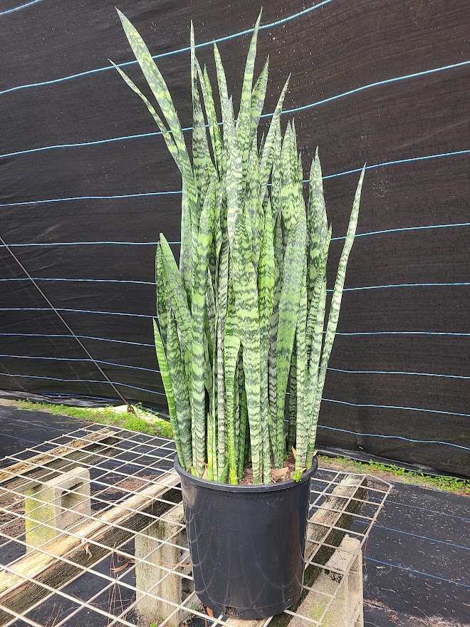 sansevieria-zeylanica-snake-plant-mother-in-law-s-tongue-bowstring-hemp-viper-s-bowstring-hemp
