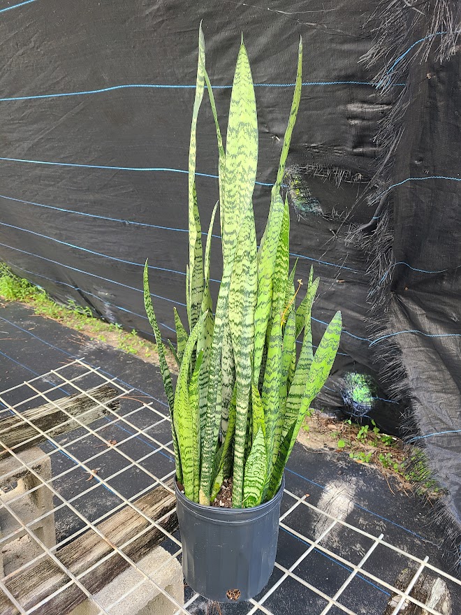 sansevieria-zeylanica-snake-plant-mother-in-law-s-tongue-bowstring-hemp-viper-s-bowstring-hemp