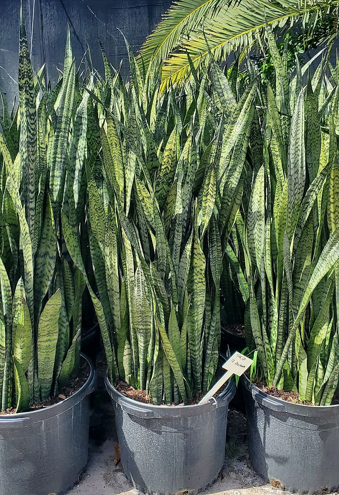 sansevieria-zeylanica-snake-plant-mother-in-law-s-tongue-bowstring-hemp-viper-s-bowstring-hemp