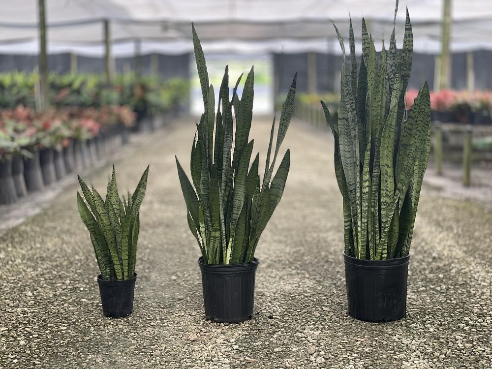 sansevieria-zeylanica-snake-plant-mother-in-law-s-tongue-bowstring-hemp-viper-s-bowstring-hemp