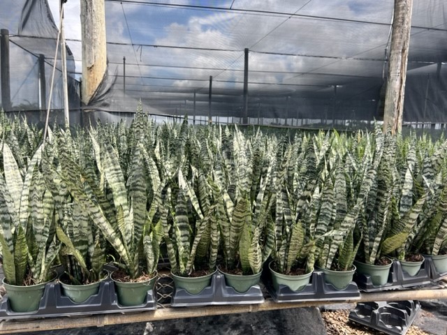 sansevieria-zeylanica-snake-plant-mother-in-law-s-tongue-bowstring-hemp-viper-s-bowstring-hemp
