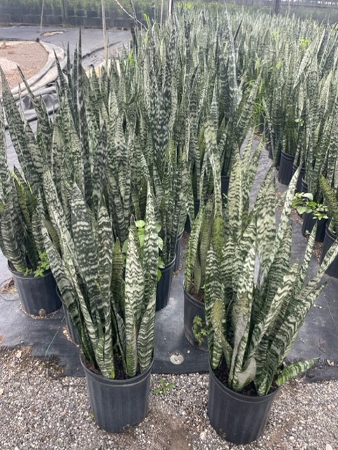 sansevieria-zeylanica-snake-plant-mother-in-law-s-tongue-bowstring-hemp-viper-s-bowstring-hemp