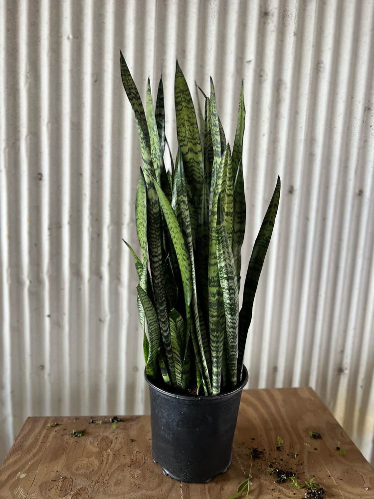 sansevieria-zeylanica-snake-plant-mother-in-law-s-tongue-bowstring-hemp-viper-s-bowstring-hemp
