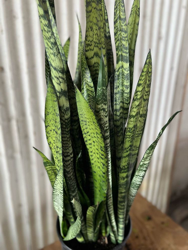 sansevieria-zeylanica-snake-plant-mother-in-law-s-tongue-bowstring-hemp-viper-s-bowstring-hemp