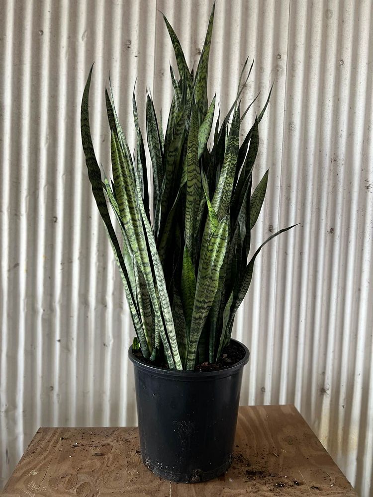 sansevieria-zeylanica-snake-plant-mother-in-law-s-tongue-bowstring-hemp-viper-s-bowstring-hemp
