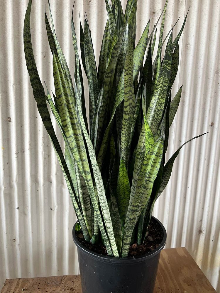 sansevieria-zeylanica-snake-plant-mother-in-law-s-tongue-bowstring-hemp-viper-s-bowstring-hemp
