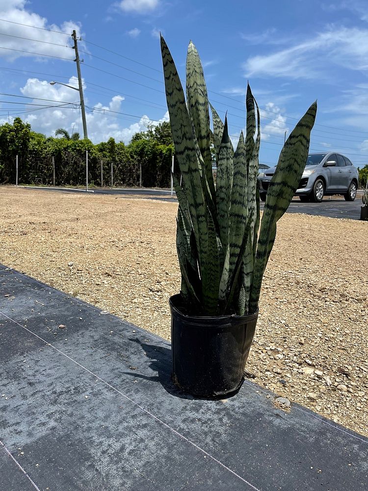 sansevieria-zeylanica-snake-plant-mother-in-law-s-tongue-bowstring-hemp-viper-s-bowstring-hemp