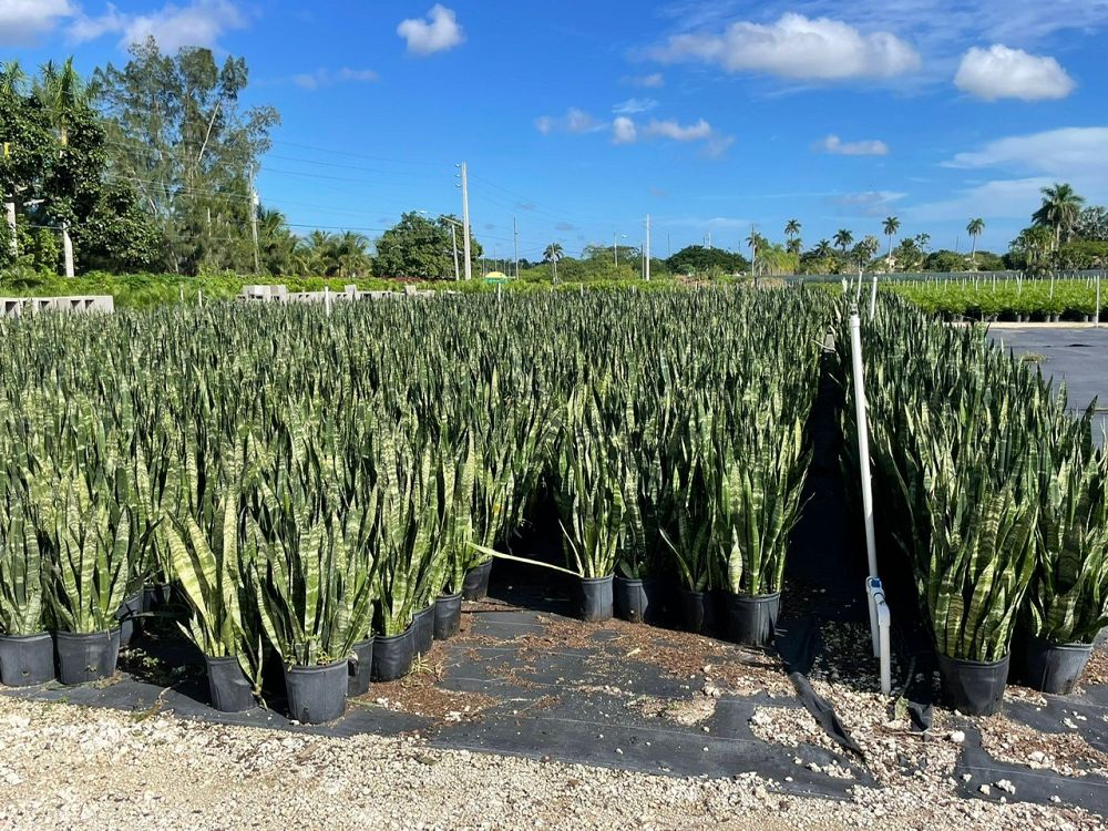 sansevieria-zeylanica-snake-plant-mother-in-law-s-tongue-bowstring-hemp-viper-s-bowstring-hemp