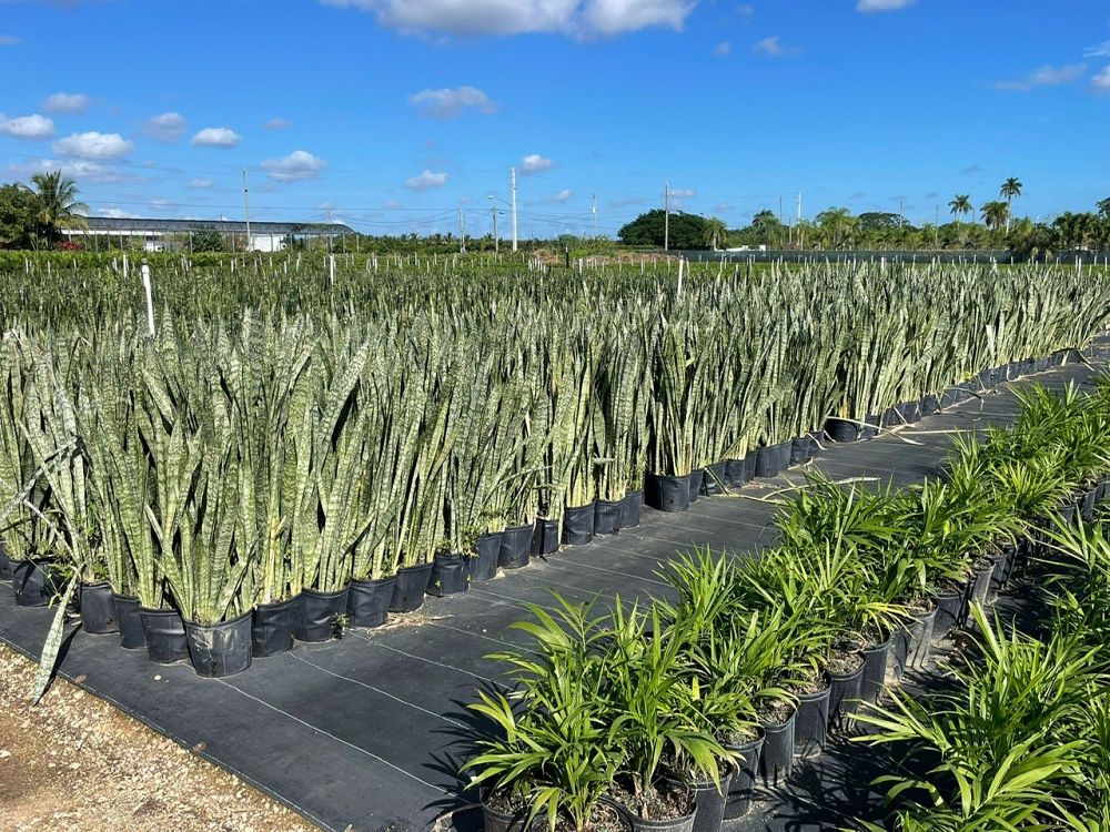 sansevieria-zeylanica-snake-plant-mother-in-law-s-tongue-bowstring-hemp-viper-s-bowstring-hemp