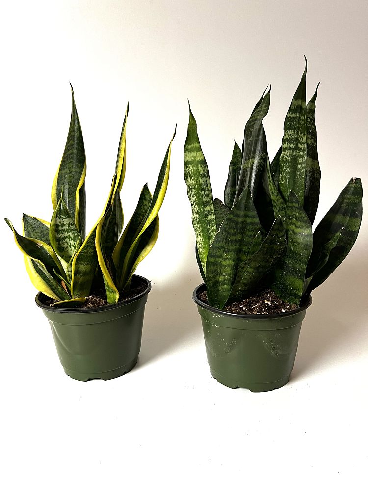 sansevieria-zeylanica-snake-plant-mother-in-law-s-tongue-bowstring-hemp-viper-s-bowstring-hemp