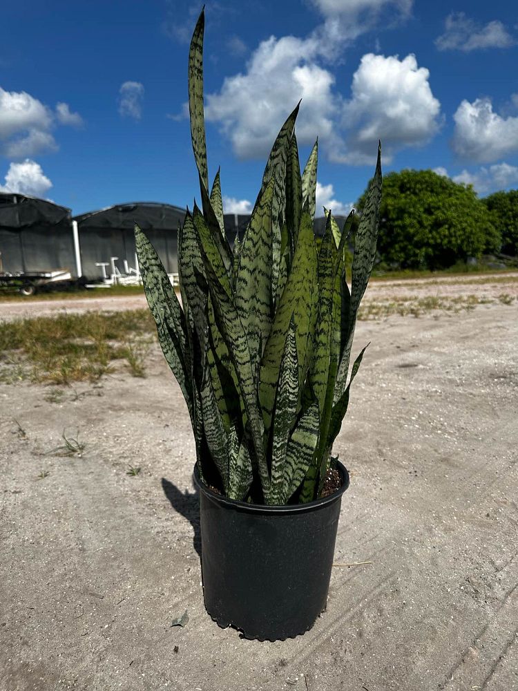 sansevieria-zeylanica-snake-plant-mother-in-law-s-tongue-bowstring-hemp-viper-s-bowstring-hemp