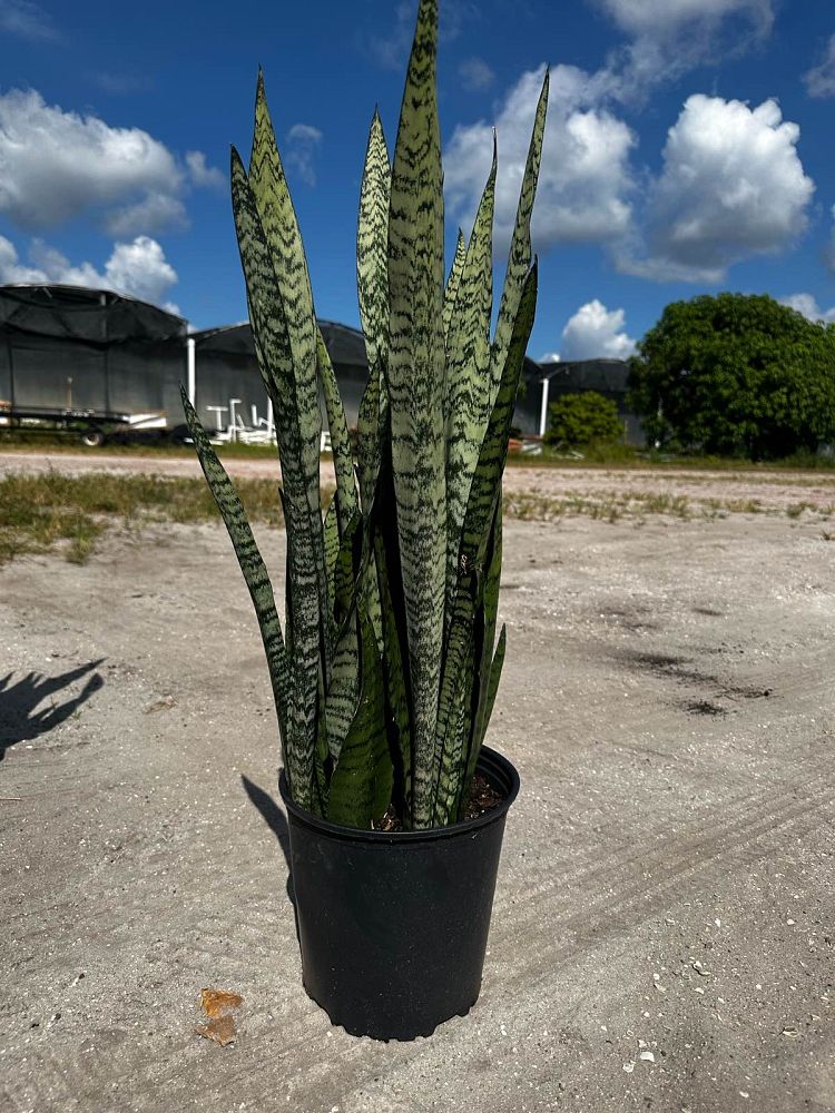 sansevieria-zeylanica-snake-plant-mother-in-law-s-tongue-bowstring-hemp-viper-s-bowstring-hemp