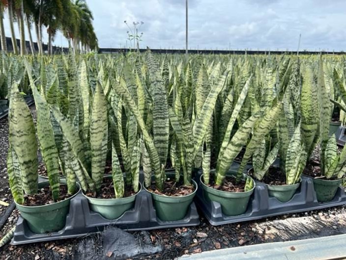 sansevieria-zeylanica-snake-plant-mother-in-law-s-tongue-bowstring-hemp-viper-s-bowstring-hemp