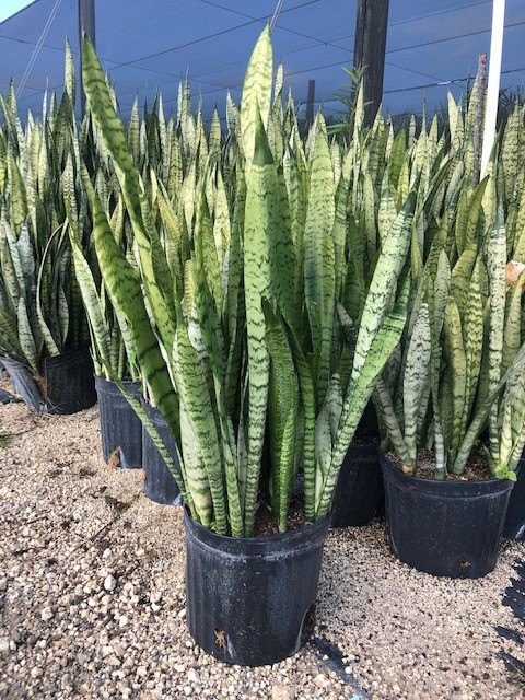 sansevieria-zeylanica-snake-plant-mother-in-law-s-tongue-bowstring-hemp-viper-s-bowstring-hemp