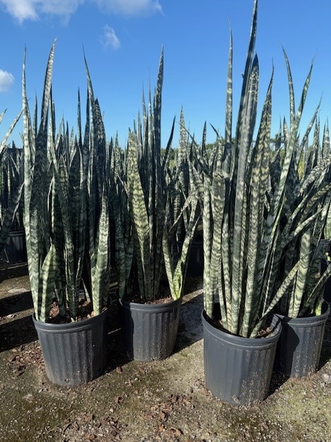 sansevieria-zeylanica-snake-plant-mother-in-law-s-tongue-bowstring-hemp-viper-s-bowstring-hemp