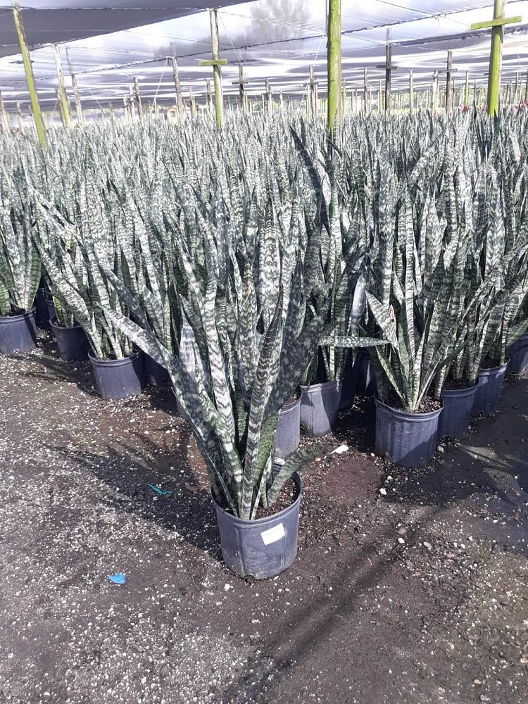 sansevieria-zeylanica-snake-plant-mother-in-law-s-tongue-bowstring-hemp-viper-s-bowstring-hemp