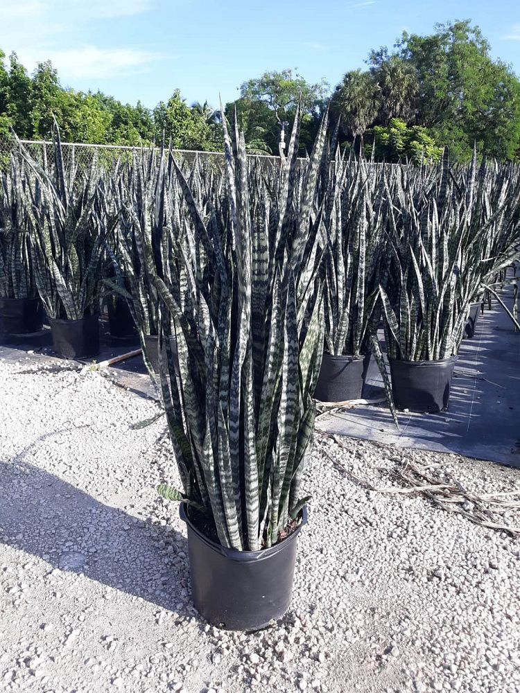sansevieria-zeylanica-snake-plant-mother-in-law-s-tongue-bowstring-hemp-viper-s-bowstring-hemp