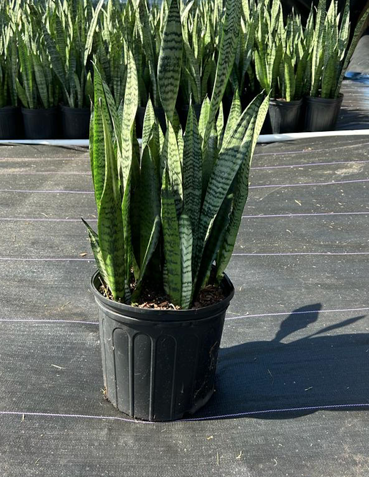 sansevieria-zeylanica-snake-plant-mother-in-law-s-tongue-bowstring-hemp-viper-s-bowstring-hemp