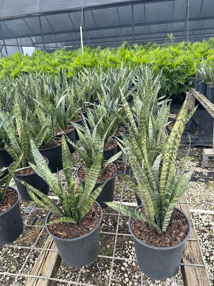 sansevieria-zeylanica-snake-plant-mother-in-law-s-tongue-bowstring-hemp-viper-s-bowstring-hemp